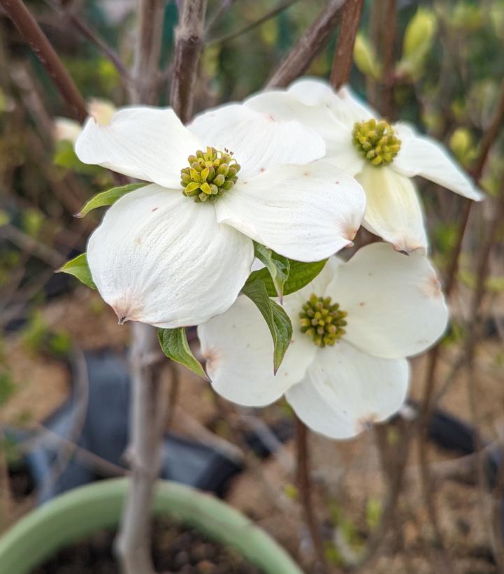 Cornus florida Cloud 9