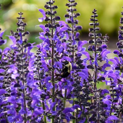 Salvia hybrid Color Spires® Color Spires® Indiglo Girl