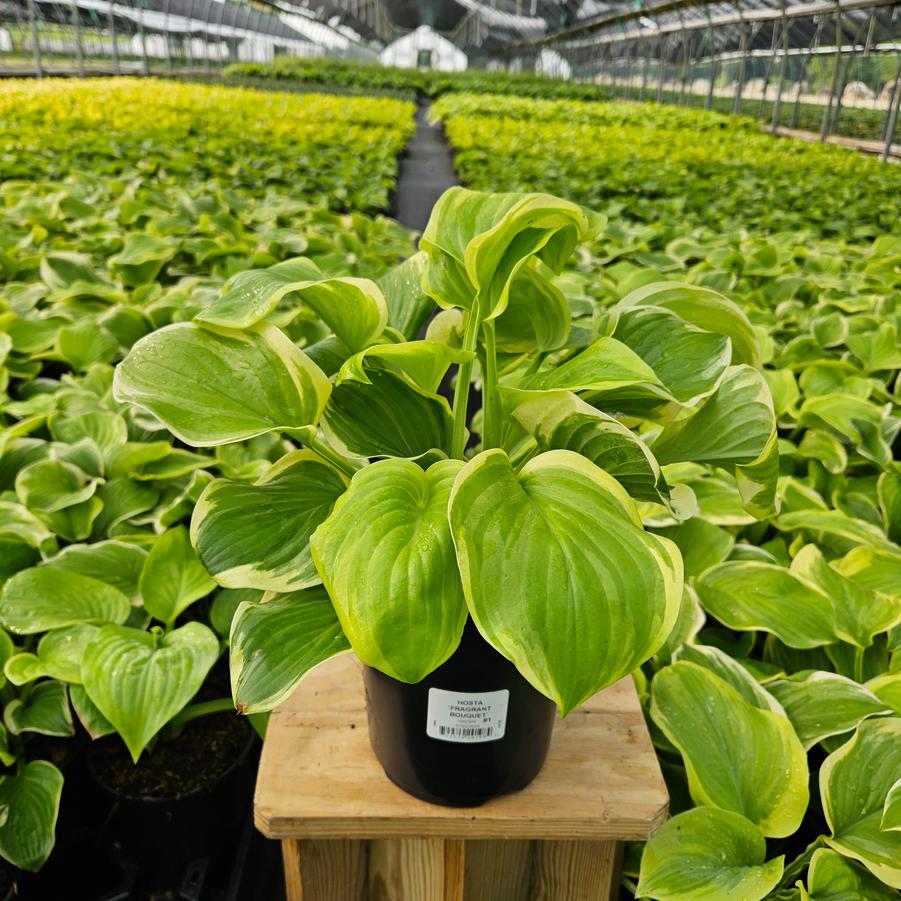 Hosta Fragrant Bouquet