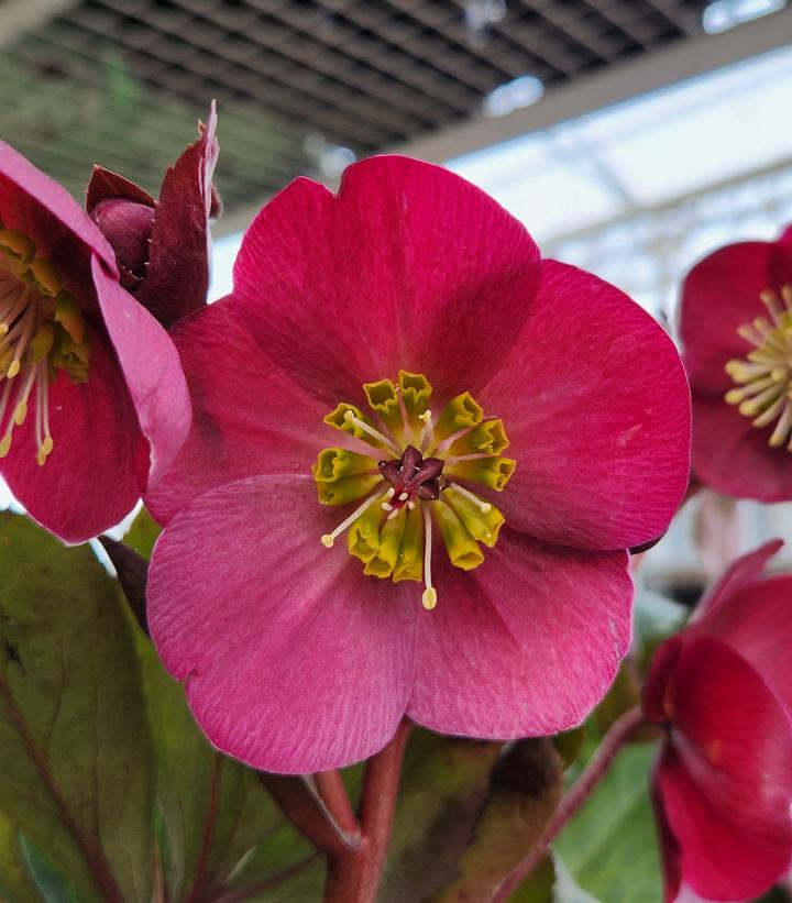 Helleborus Frostkiss® Anna's Red