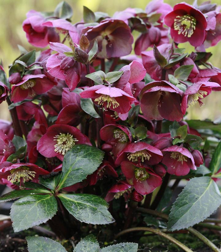 Helleborus Frostkiss® Anna's Red