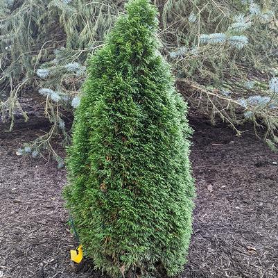 Thuja occidentalis 'Emerald Petite'