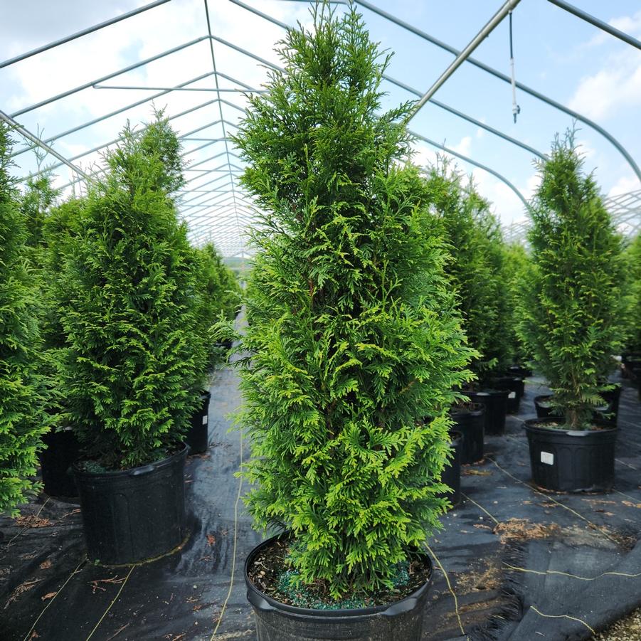 Thuja x plicata 'Junior Giant'