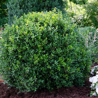 Buxus NewGen Independence®