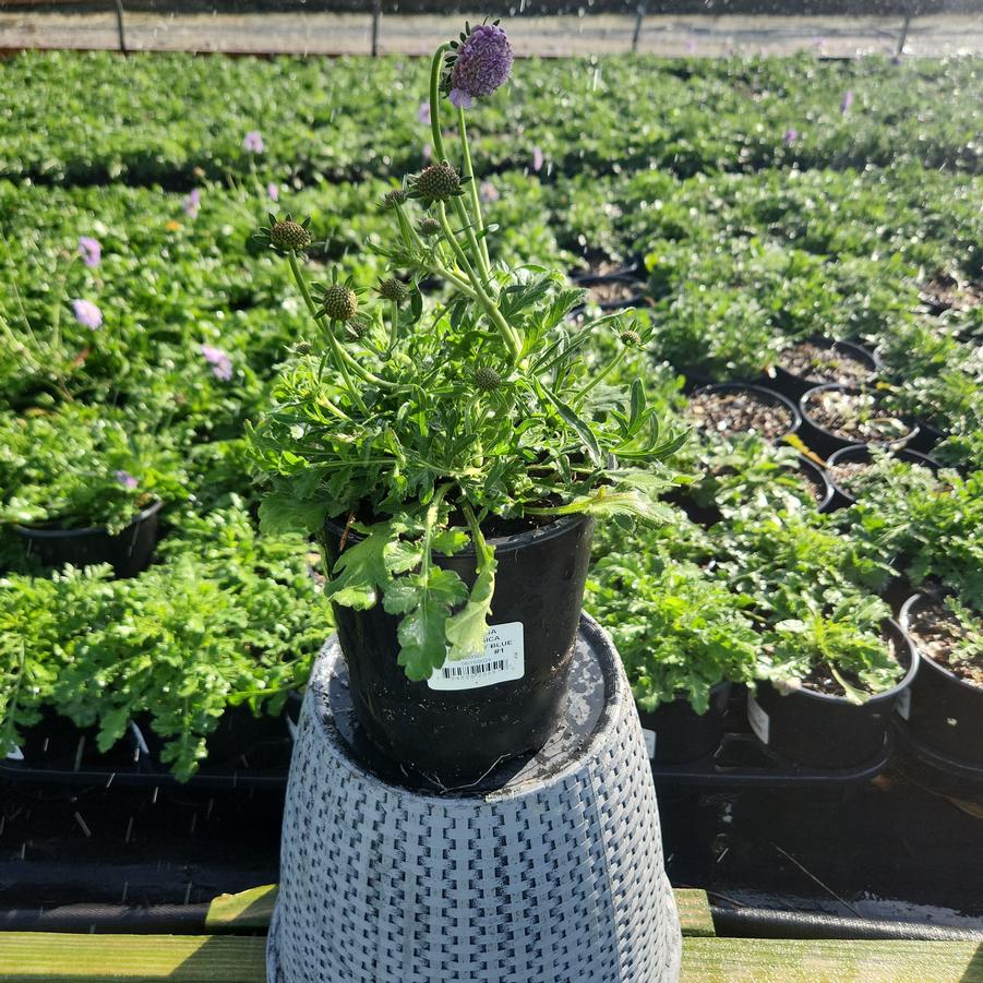 Scabiosa caucasica 'Butterfly Blue'