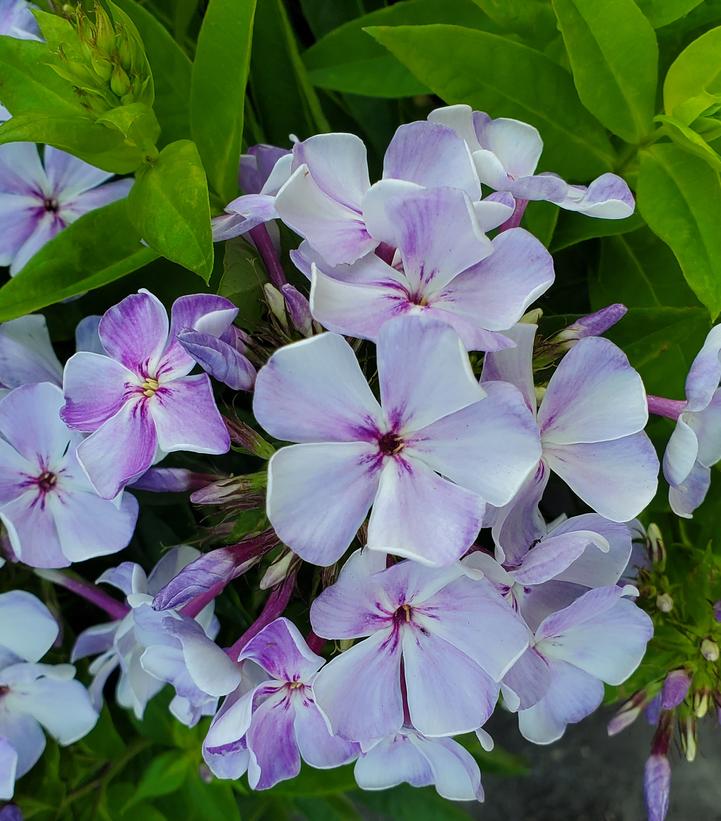 Phlox Volcano® Volcano® Lilac Splash