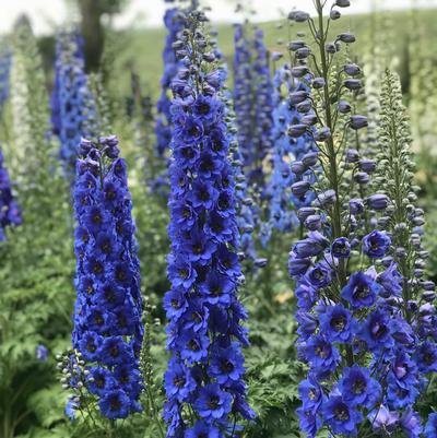 Delphinium New Millennium™ 'Blue Buccaneers'