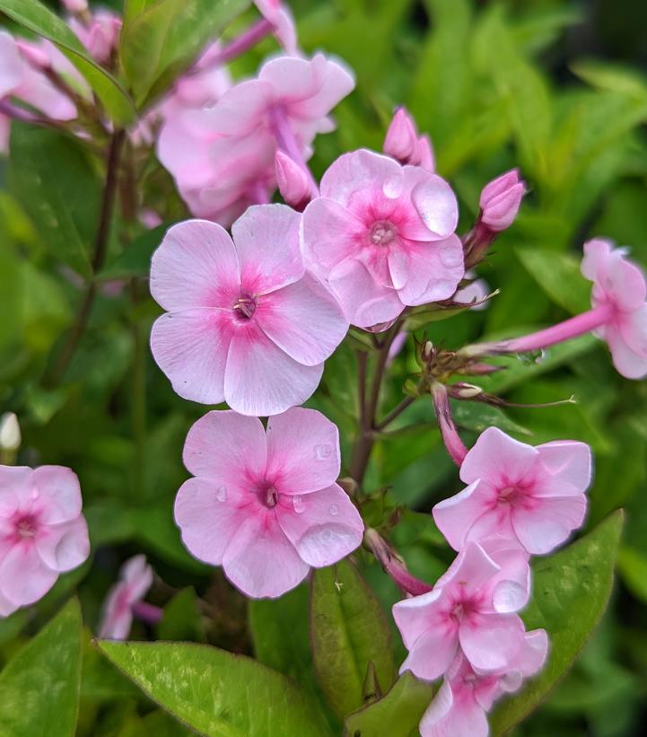 Phlox Volcano® Volcano® Pink with Dark Eye