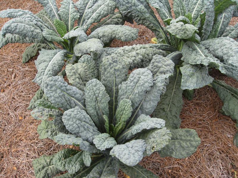 Kale Toscano