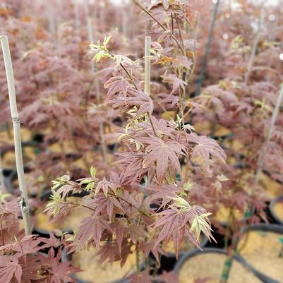 Acer palmatum 'Cider Hill'