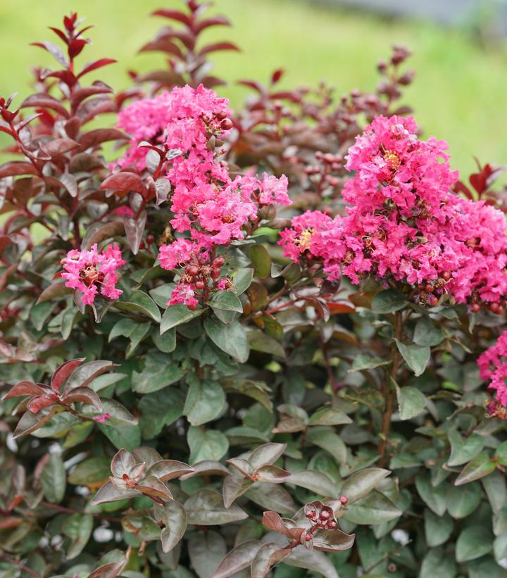 Lagerstroemia indica Rikki Tikki® Pink