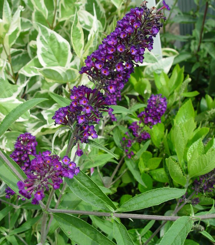 Buddleia davidii Black Knight