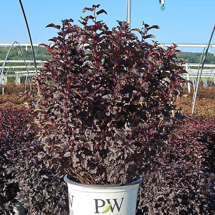 Physocarpus opulifolius Summer Wine® Black