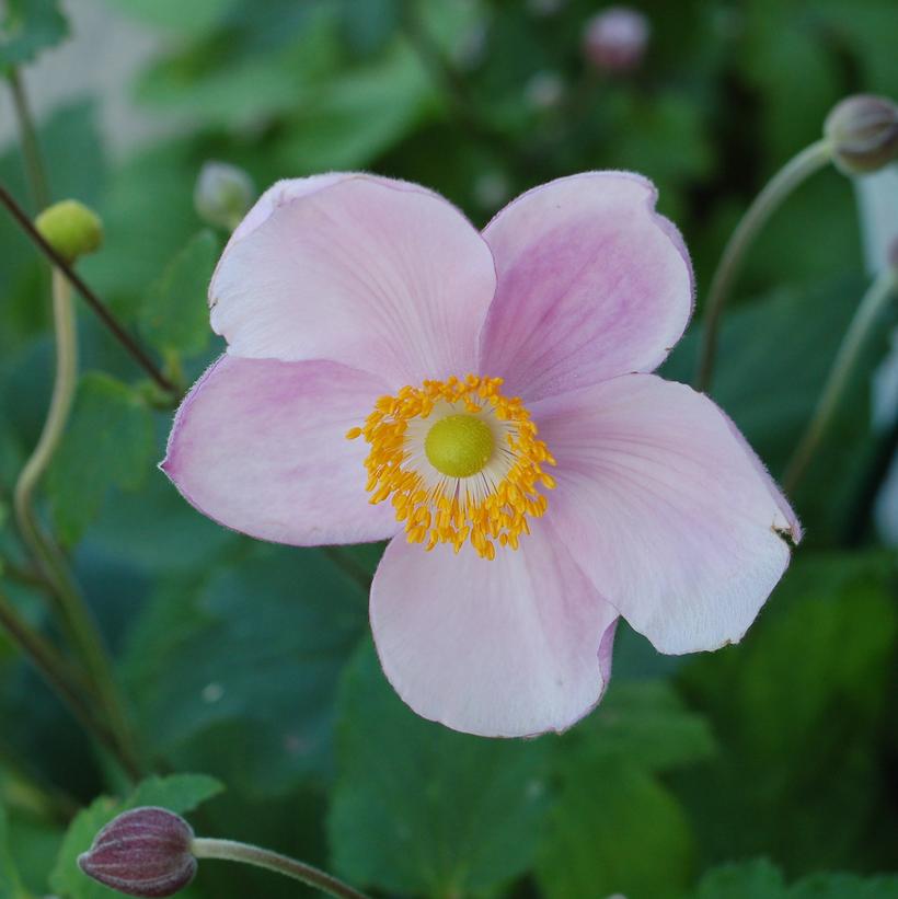 Anemone tomentosa Robustissima