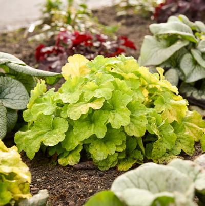 Heuchera Primo® Pistachio Ambrosia