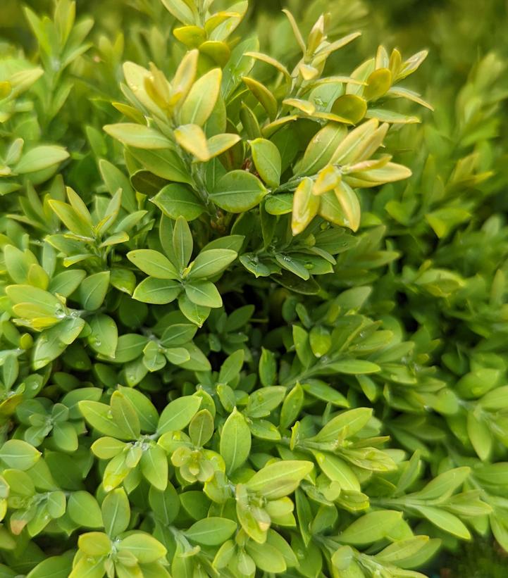 Buxus microphylla var. japonica 'Green Gem'