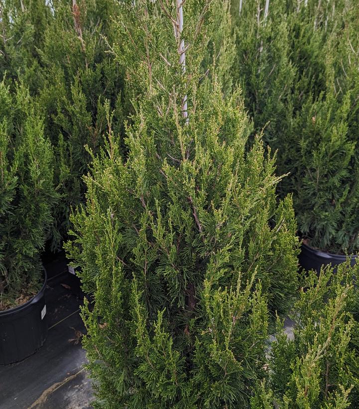 Juniperus chinensis 'Spartan'