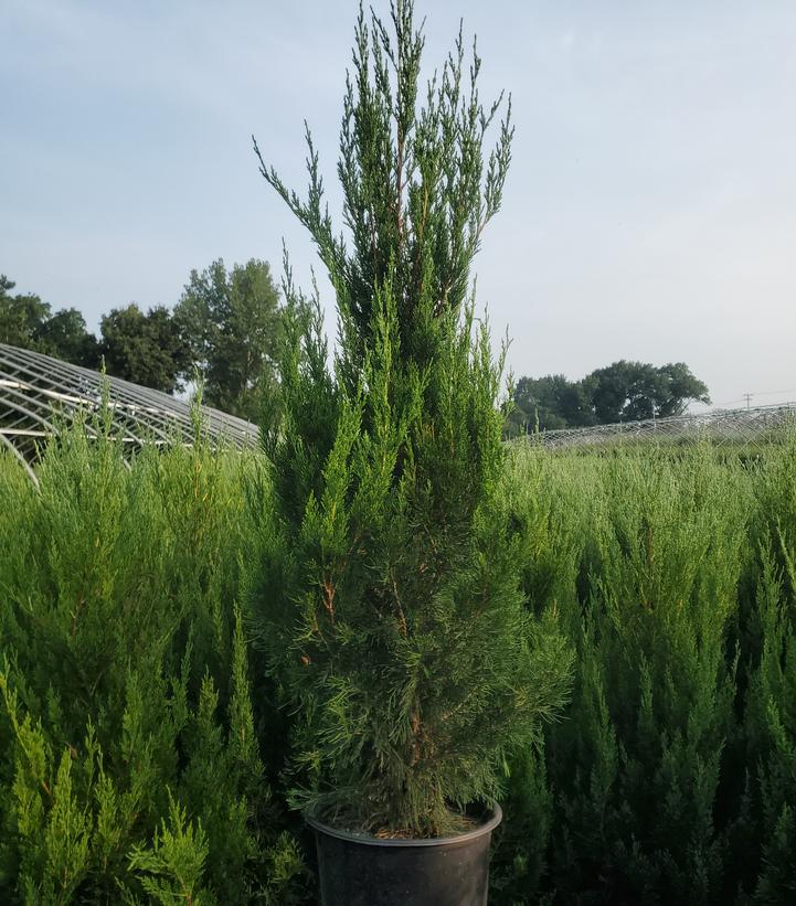 Juniperus chinensis 'Spartan'