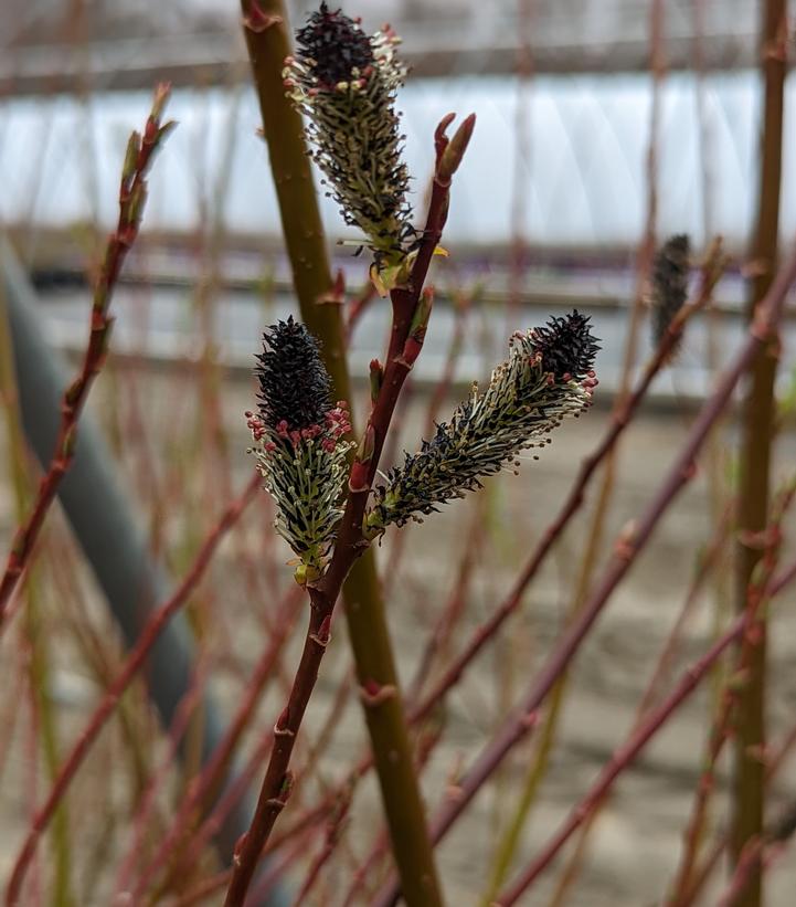 Salix Melanostachys