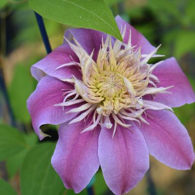 Clematis Josephine™