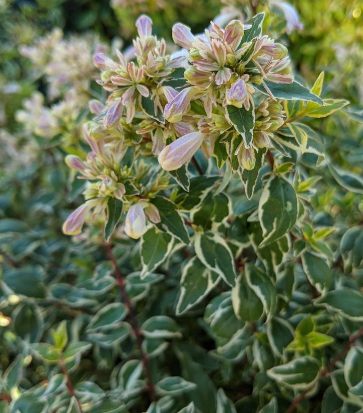 Abelia x grandiflora 'Radiance'