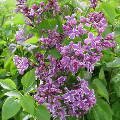 Syringa vulgaris Sensation