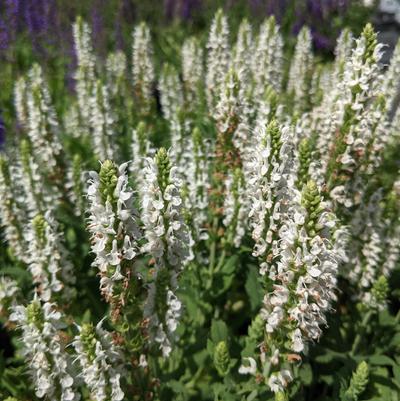 Salvia x sylvestris Snow Hill