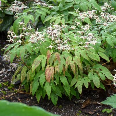 Epimedium 'Domino'