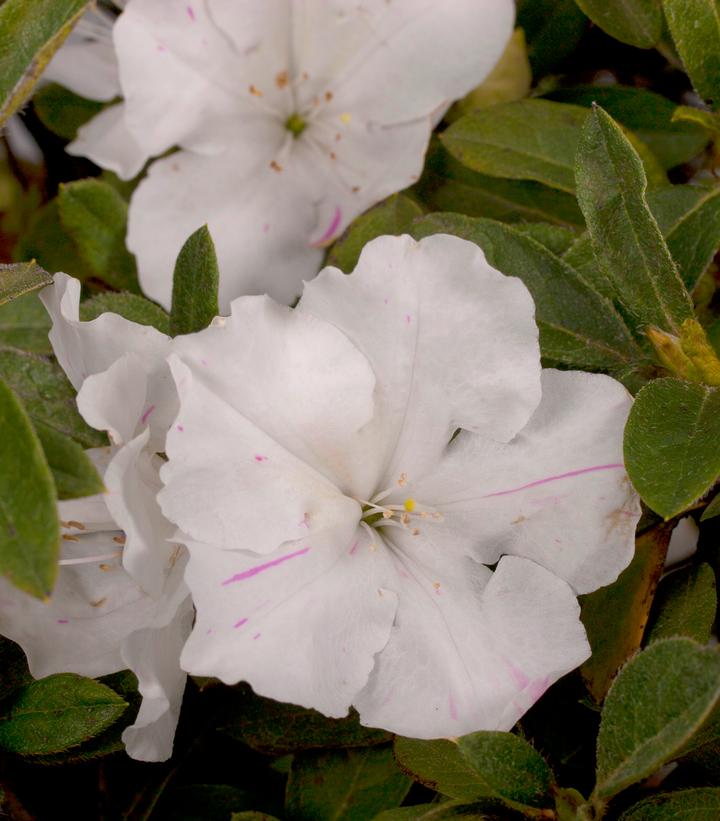 Azalea Encore® Autumn Lily®