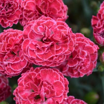 Dianthus hybrid Fruit Punch® Fruit Punch® Raspberry Ruffles