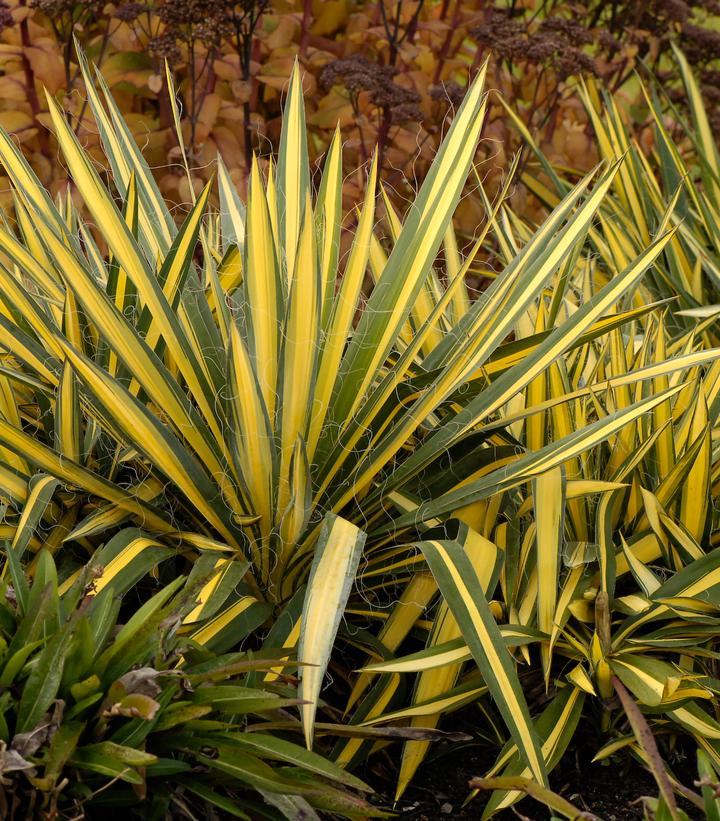 Yucca filamentosa Color Guard