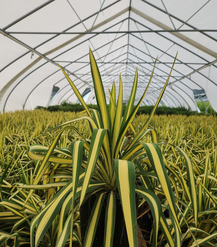 Yucca filamentosa Color Guard