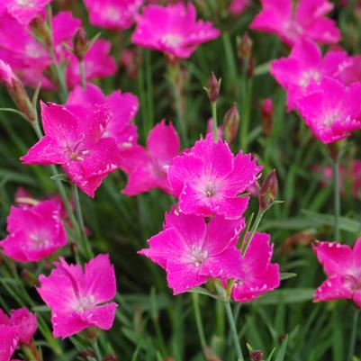 Dianthus Sunflor® Kahori®