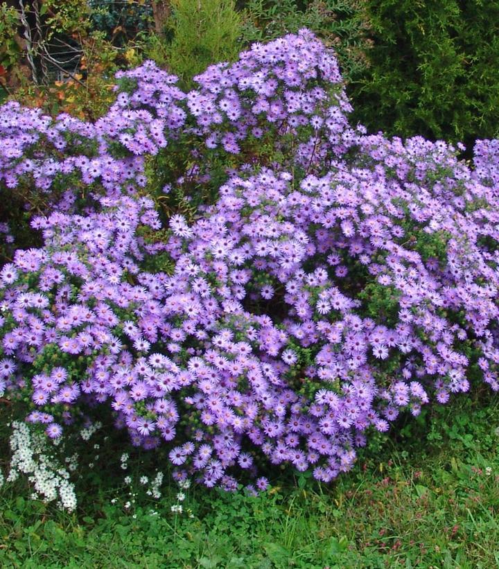 Aster oblongifolius Raydon's Favorite