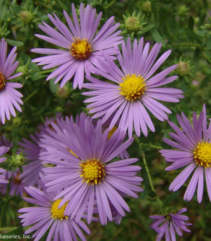 Aster oblongifolius Raydon's Favorite