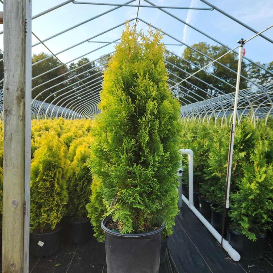 Thuja occidentalis Amber Gold