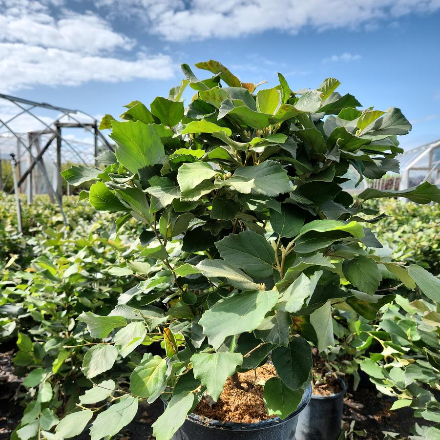 Fothergilla major 'Mount Airy'