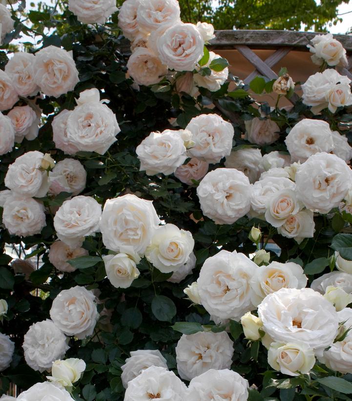 Rosa Eden Climber® White