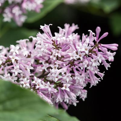 Syringa x Little Lady™