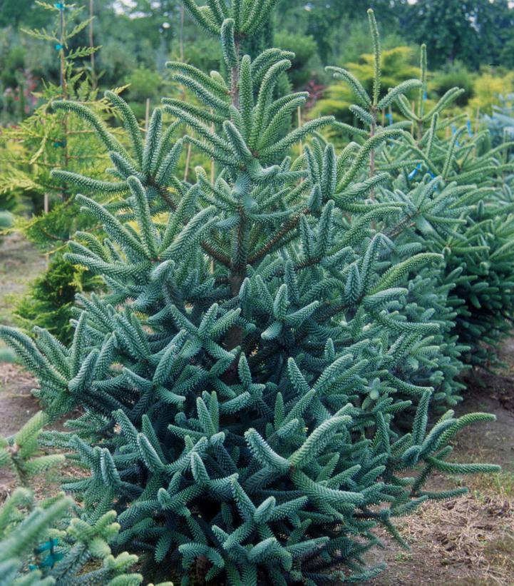 Abies koreana 'Horstmann's Siberlocke'