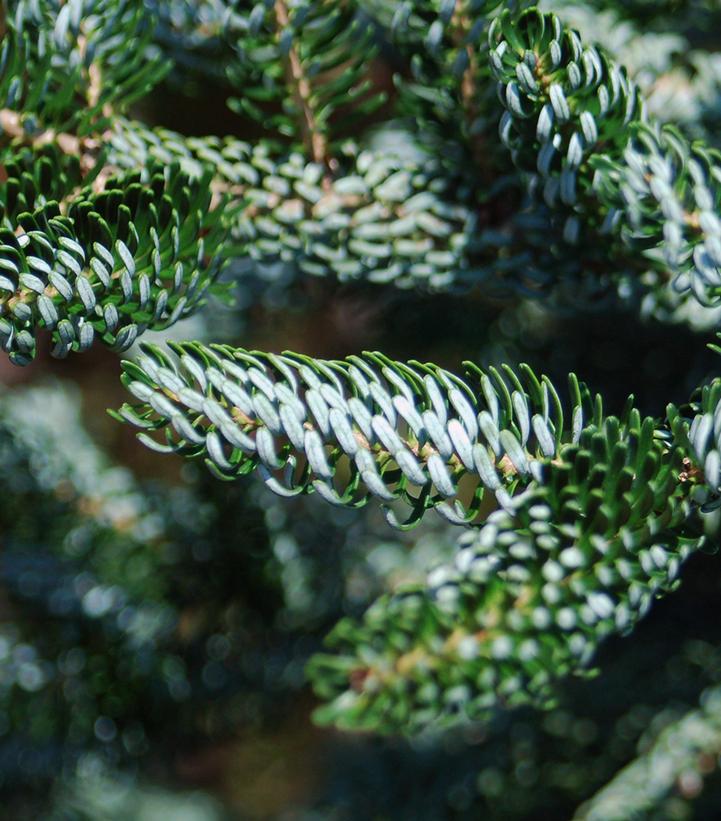 Abies koreana 'Horstmann's Siberlocke'