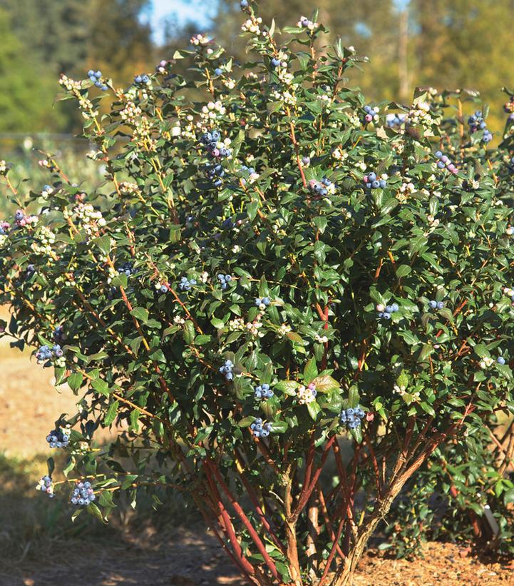 Vaccinium x Bushel and Berry™ 'Perpetua'