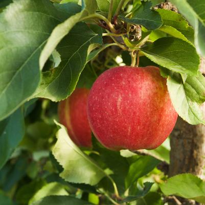 Malus domestica 'Ambrosia'