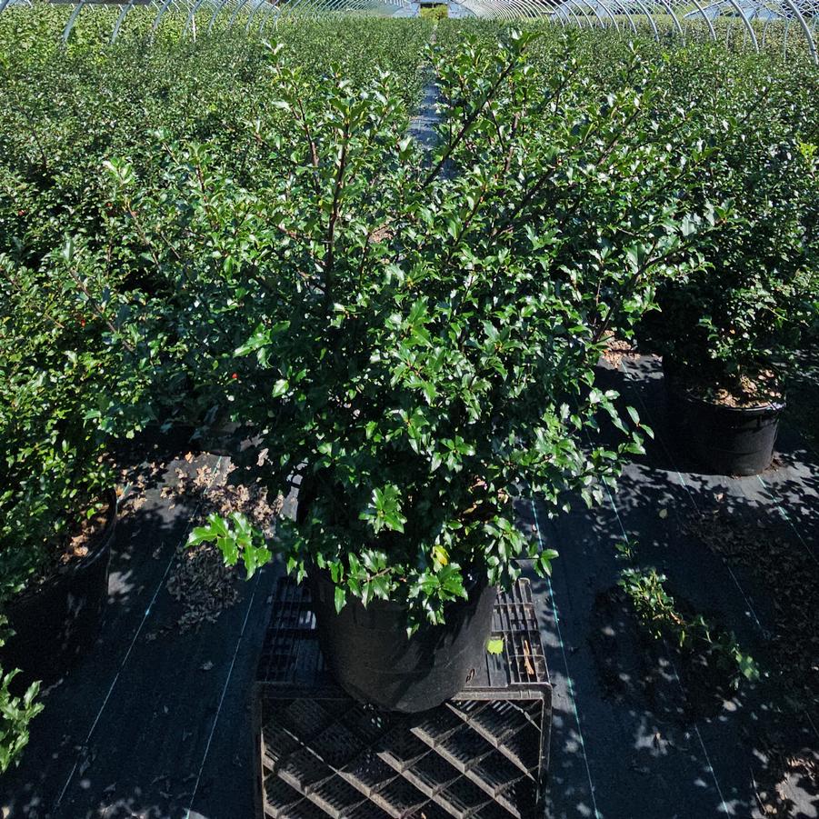 Ilex X meserveae Blue Princess