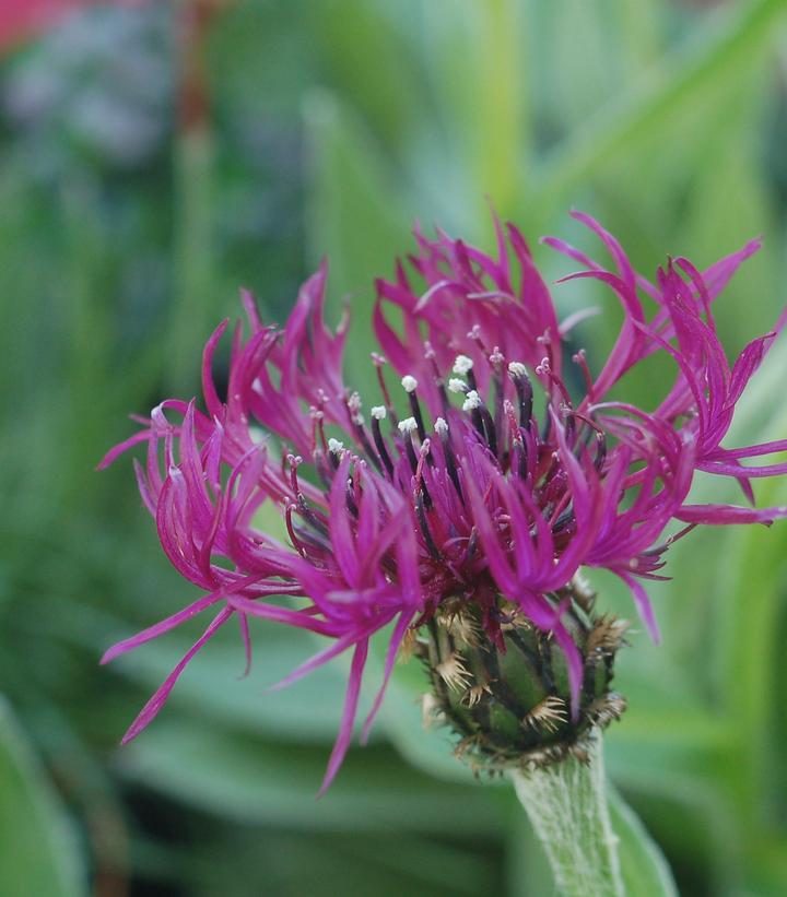 Centaurea 'Amethyst Dream'