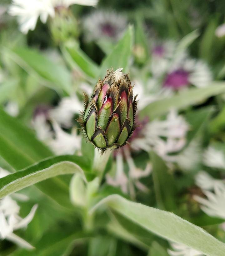 Centaurea Amethyst In Snow