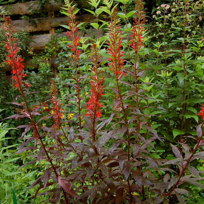 Lobelia Black Truffle