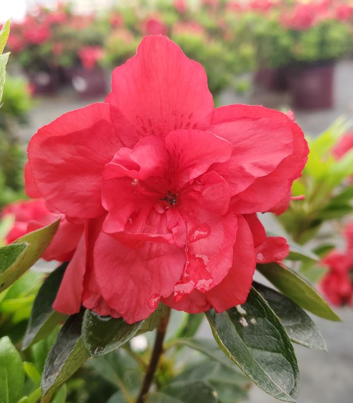 Azalea Encore® Autumn Fire®