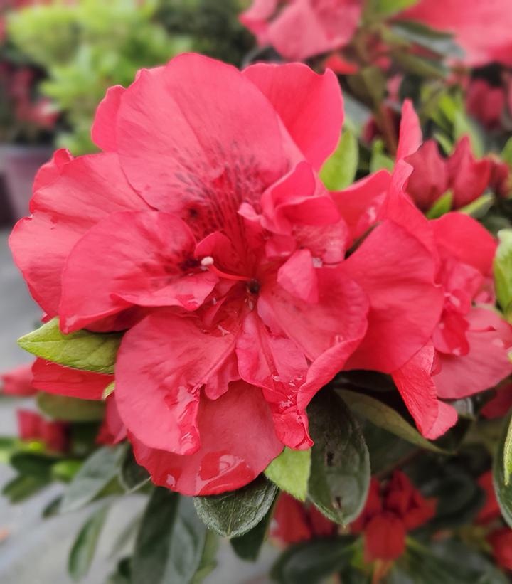 Azalea Encore® Autumn Fire®