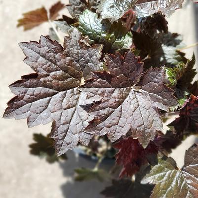 Heuchera villosa 'Blackout'